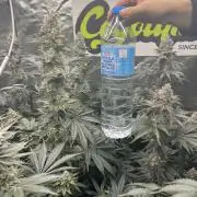 Super Boof  barney’s Farm