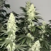SCROG RUNTZ X LAYER CAKE