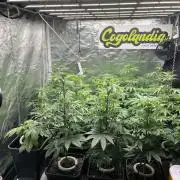 Bubblegum Gelato Barney’s Farm