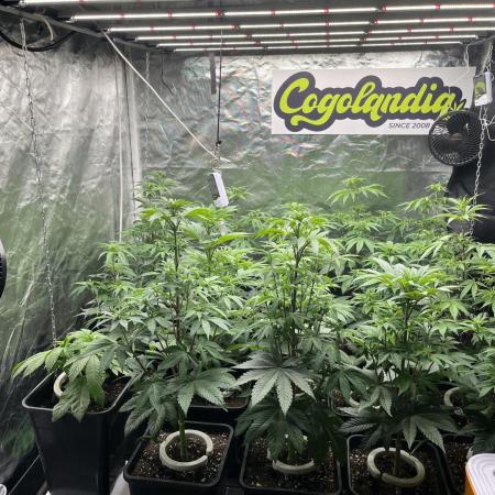 Bubblegum Gelato Barney’s Farm