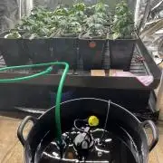 Bubblegum Gelato Barney’s Farm