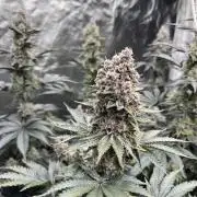 Super Boof  barney’s Farm