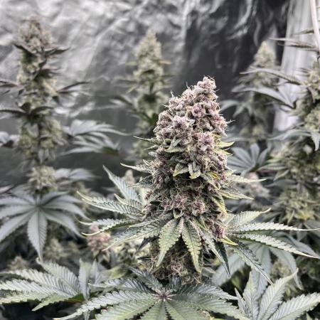 Super Boof  barney’s Farm