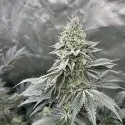 Super Boof  barney’s Farm