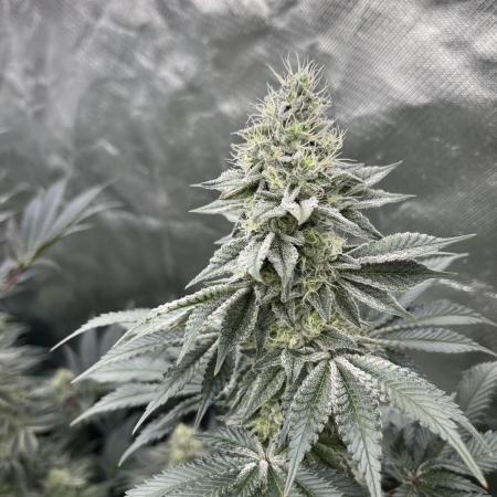 Super Boof  barney’s Farm