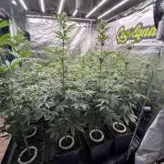 Bubblegum Gelato Barney’s Farm