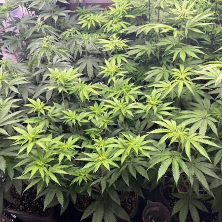 SCROG RUNTZ X LAYER CAKE