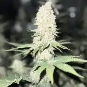 Super Boof  barney’s Farm