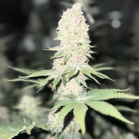 Super Boof  barney’s Farm