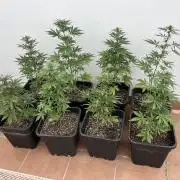 OG KUSH AUTO COGOLANDIA