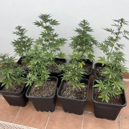 OG KUSH AUTO COGOLANDIA