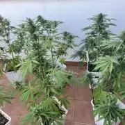 Sheer Seeds Autos de cogolandia