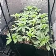 Bubblegum Gelato Barney’s Farm