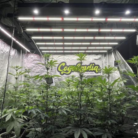 Bubblegum Gelato Barney’s Farm