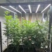 SCROG RUNTZ X LAYER CAKE