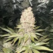 Super Boof  barney’s Farm