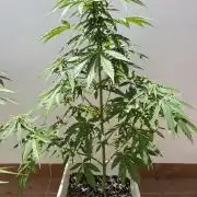 Sheer Seeds Autos de cogolandia
