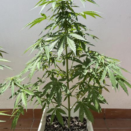Sheer Seeds Autos de cogolandia