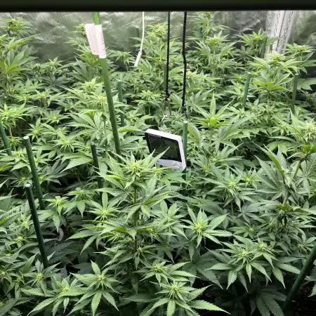 Super Boof  barney’s Farm