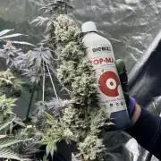 Super Boof  barney’s Farm