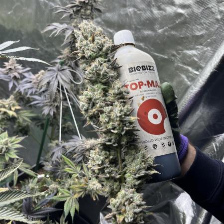 Super Boof  barney’s Farm