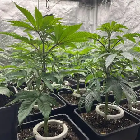 Bubblegum Gelato Barney’s Farm