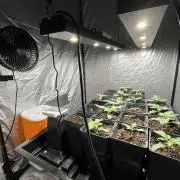 Bubblegum Gelato Barney’s Farm