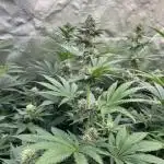 Super Boof  barney’s Farm