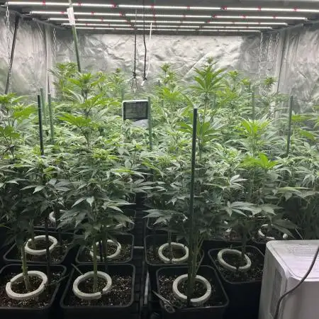 Super Boof  barney’s Farm