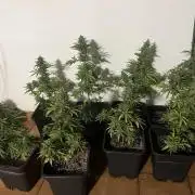 OG KUSH AUTO COGOLANDIA