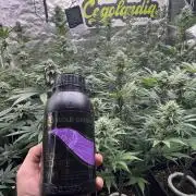 Bubblegum Gelato Barney’s Farm