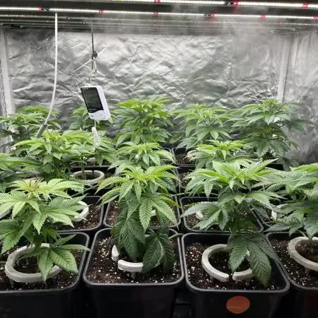 Bubblegum Gelato Barney’s Farm