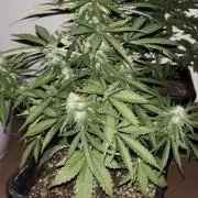 OG KUSH AUTO COGOLANDIA