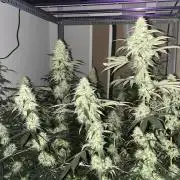 SCROG RUNTZ X LAYER CAKE