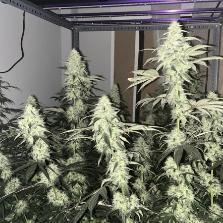 SCROG RUNTZ X LAYER CAKE