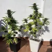 Sheer Seeds Autos de cogolandia