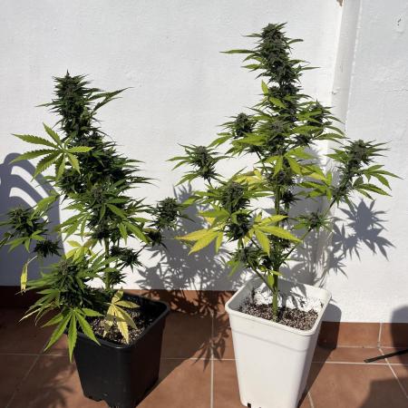 Sheer Seeds Autos de cogolandia
