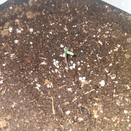 DIY homemade Mini grow (2x BB Auto)