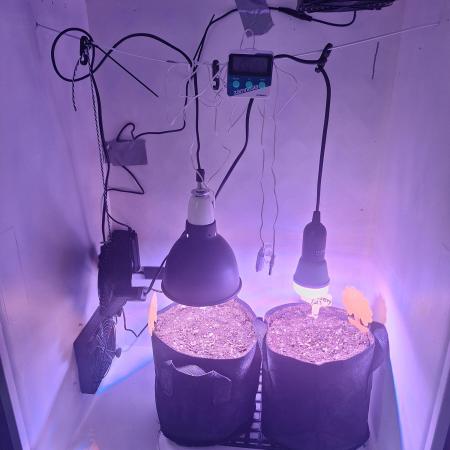DIY homemade Mini grow (2x BB Auto)