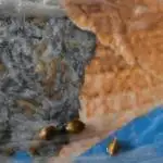 Gorila Melón Mother