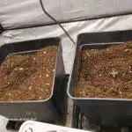 Gorila Melón Mother