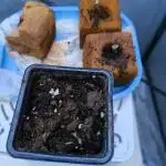 Gorila Melón Mother