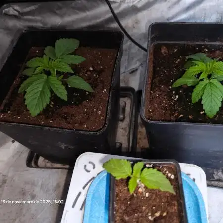 Gorila Melón Mother