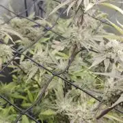 Strawberry Banana Cake