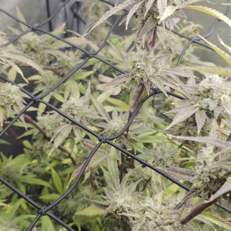 Strawberry Banana Cake