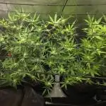 Strawberry Banana Cake