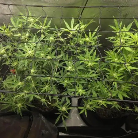 Strawberry Banana Cake