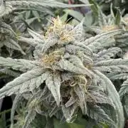 Sticky orange /double grape / first grow