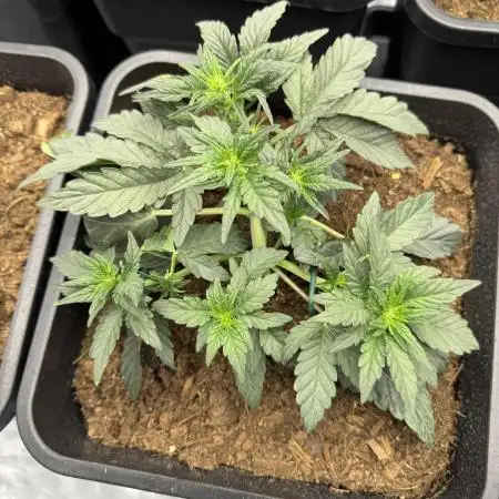 Sticky orange /double grape / first grow