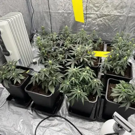 Sticky orange /double grape / first grow